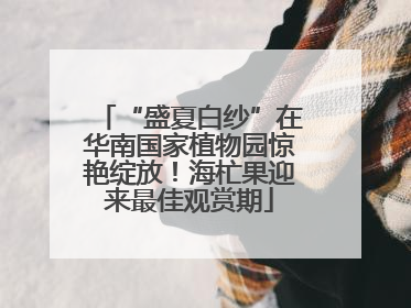 “盛夏白纱”在华南国家植物园惊艳绽放！海杧果迎来最佳观赏期