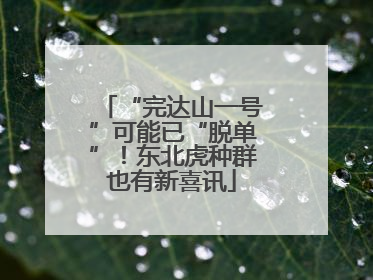 “完达山一号”可能已“脱单”！东北虎种群也有新喜讯