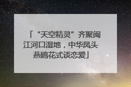 “天空精灵”齐聚闽江河口湿地，中华凤头燕鸥花式谈恋爱