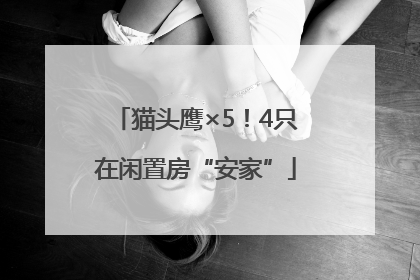 猫头鹰×5！4只在闲置房“安家”