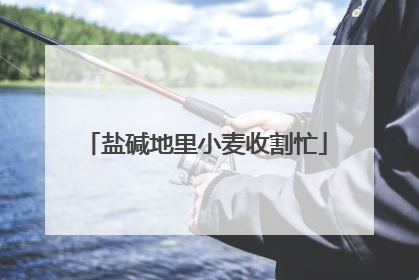 盐碱地里小麦收割忙