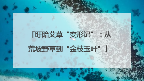 盱眙艾草“变形记”：从荒坡野草到“金枝玉叶”