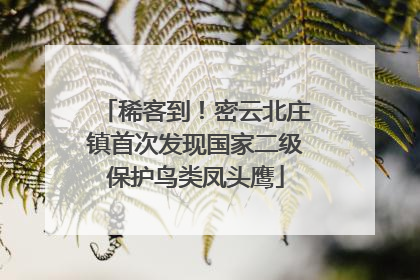 稀客到！密云北庄镇首次发现国家二级保护鸟类凤头鹰