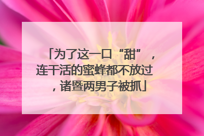 为了这一口“甜”，连干活的蜜蜂都不放过，诸暨两男子被抓