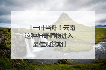 一叶当舟！云南这种神奇植物进入最佳观赏期