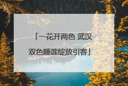 一花开两色 武汉双色睡莲绽放引客