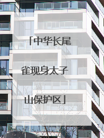 中华长尾雀现身太子山保护区
