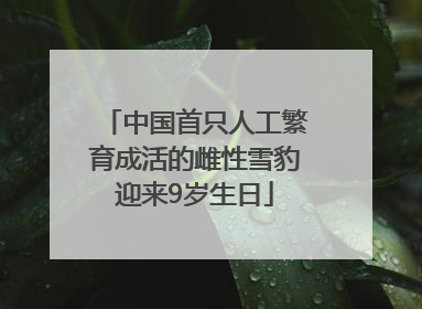 中国首只人工繁育成活的雌性雪豹迎来9岁生日