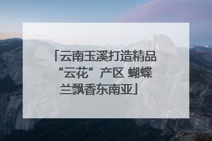 云南玉溪打造精品“云花”产区 蝴蝶兰飘香东南亚