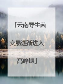 云南野生菌交易逐渐进入高峰期