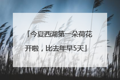 今夏西湖第一朵荷花开啦，比去年早5天