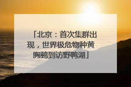 北京：首次集群出现，世界极危物种黄胸鹀到访野鸭湖