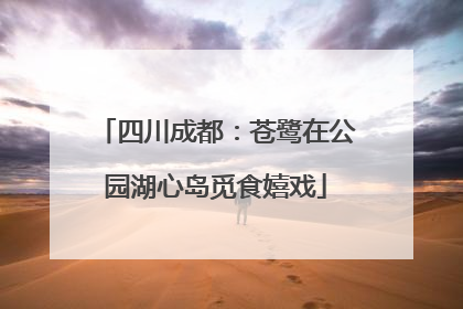 四川成都：苍鹭在公园湖心岛觅食嬉戏
