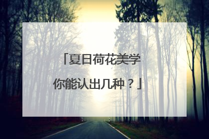 夏日荷花美学 你能认出几种？