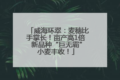 威海环翠：麦穗比手掌长！亩产高1倍 新品种“巨无霸”小麦丰收！
