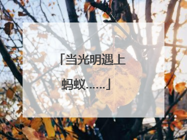 当光明遇上蚂蚁……