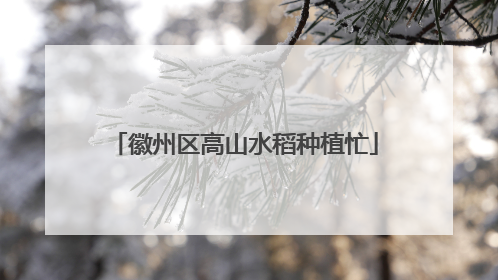 徽州区高山水稻种植忙