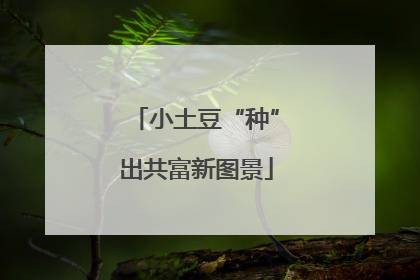 小土豆“种”出共富新图景