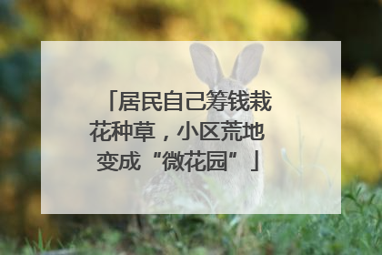 居民自己筹钱栽花种草，小区荒地变成“微花园”