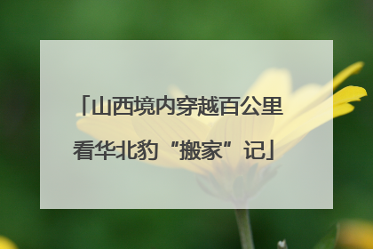 山西境内穿越百公里 看华北豹“搬家”记