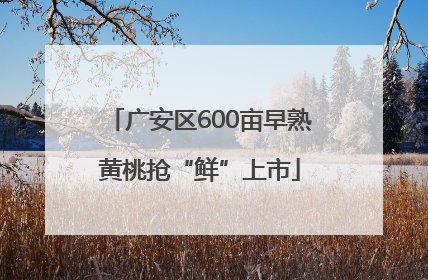 广安区600亩早熟黄桃抢“鲜”上市