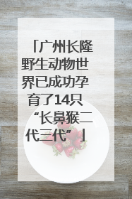 广州长隆野生动物世界已成功孕育了14只“长鼻猴二代三代”