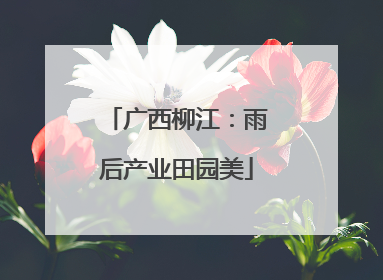 广西柳江：雨后产业田园美