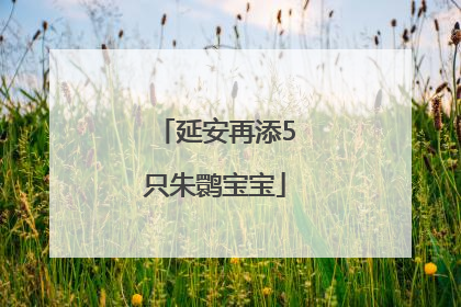 延安再添5只朱鹮宝宝