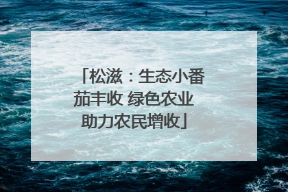 松滋：生态小番茄丰收 绿色农业助力农民增收