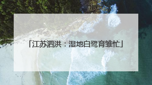江苏泗洪：湿地白鹭育雏忙