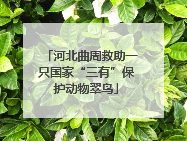 河北曲周救助一只国家“三有”保护动物翠鸟