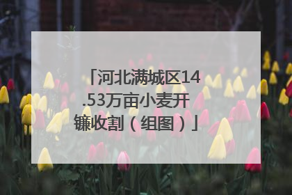 河北满城区14.53万亩小麦开镰收割（组图）