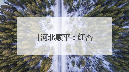 河北顺平：红杏压枝丰收季 田园采摘正当时
