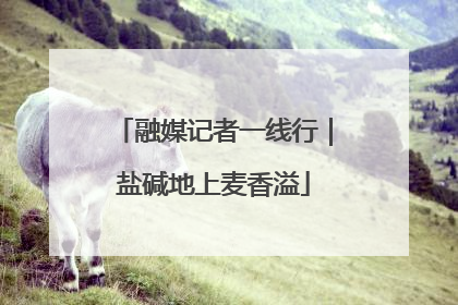 融媒记者一线行｜盐碱地上麦香溢