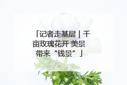 记者走基层｜千亩玫瑰花开 美景带来“钱景”