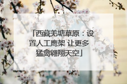 西藏羌塘草原：设置人工鹰架 让更多猛禽翱翔天空
