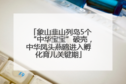 象山韭山列岛5个“中华宝宝”破壳，中华凤头燕鸥进入孵化育儿关键期
