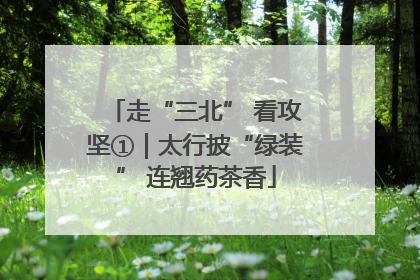 走“三北” 看攻坚①｜太行披“绿装” 连翘药茶香