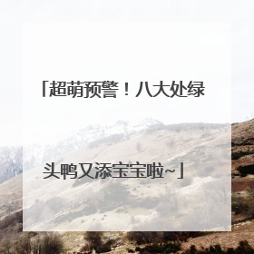 超萌预警！八大处绿头鸭又添宝宝啦~