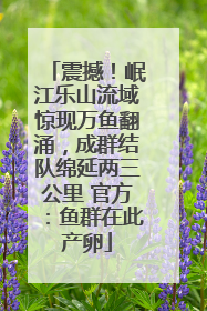 震撼！岷江乐山流域惊现万鱼翻涌，成群结队绵延两三公里 官方：鱼群在此产卵