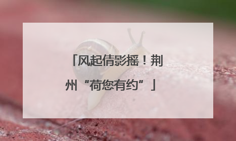 风起倩影摇！荆州“荷您有约”