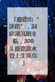 麋鹿也“迷路”，洞庭湖汛期来临，300头麋鹿渡水登上生境岛