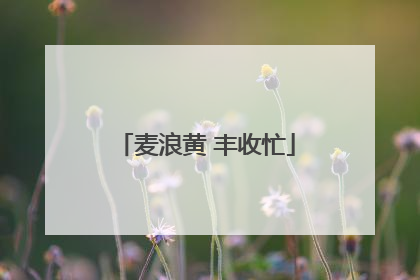 麦浪黄 丰收忙