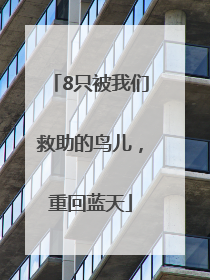 8只被我们救助的鸟儿，重回蓝天